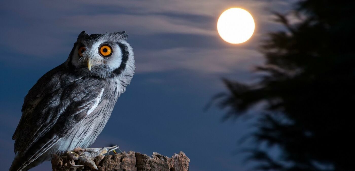 Night owl moon 1920x1080